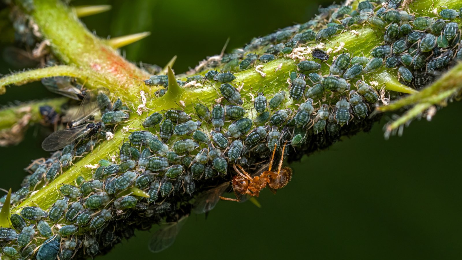 The blue-colored aphids cluster densely on the plant's stem, creating a vivid blue coating that contrasts sharply against the green stem.
