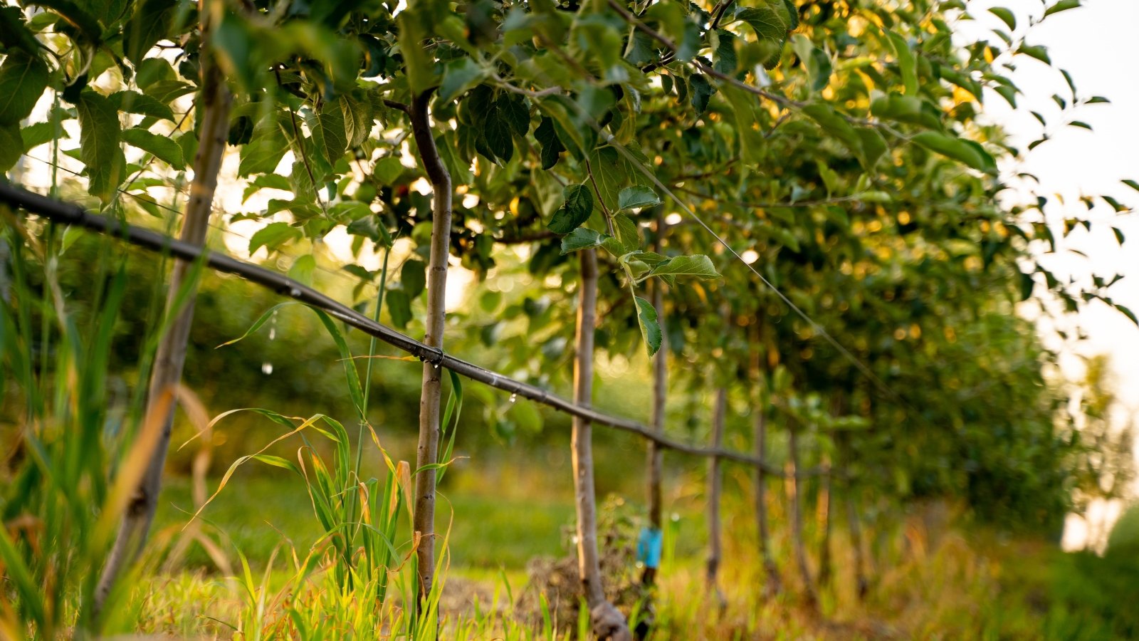 Thin black drip lines run along the soil near young apple trees, releasing steady droplets to moisten the ground around each trunk.
