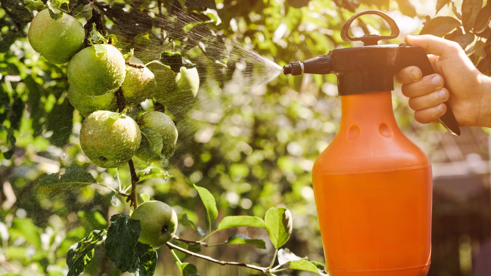 Close-up of a gardener's hands spraying an apple tree with ripe fruit using a large orange spray bottle to apply pesticides against pests.
