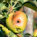 What’s Consuming My Apples? 13 Apple Tree Pests to Watch For