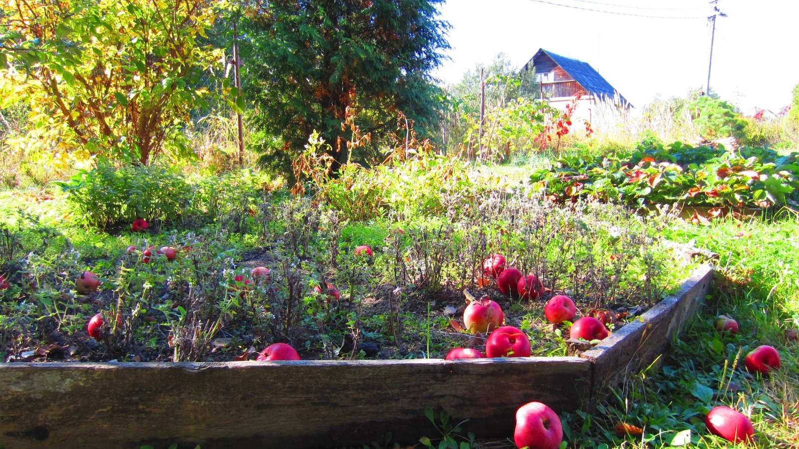 Develop Fruit Bushes in Raised Beds: A Step-by-Step Information