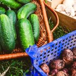 Can You Plant Cucumbers With Potatoes in Your Backyard?