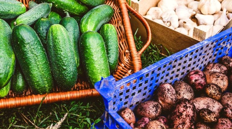 Can You Plant Cucumbers With Potatoes in Your Backyard?