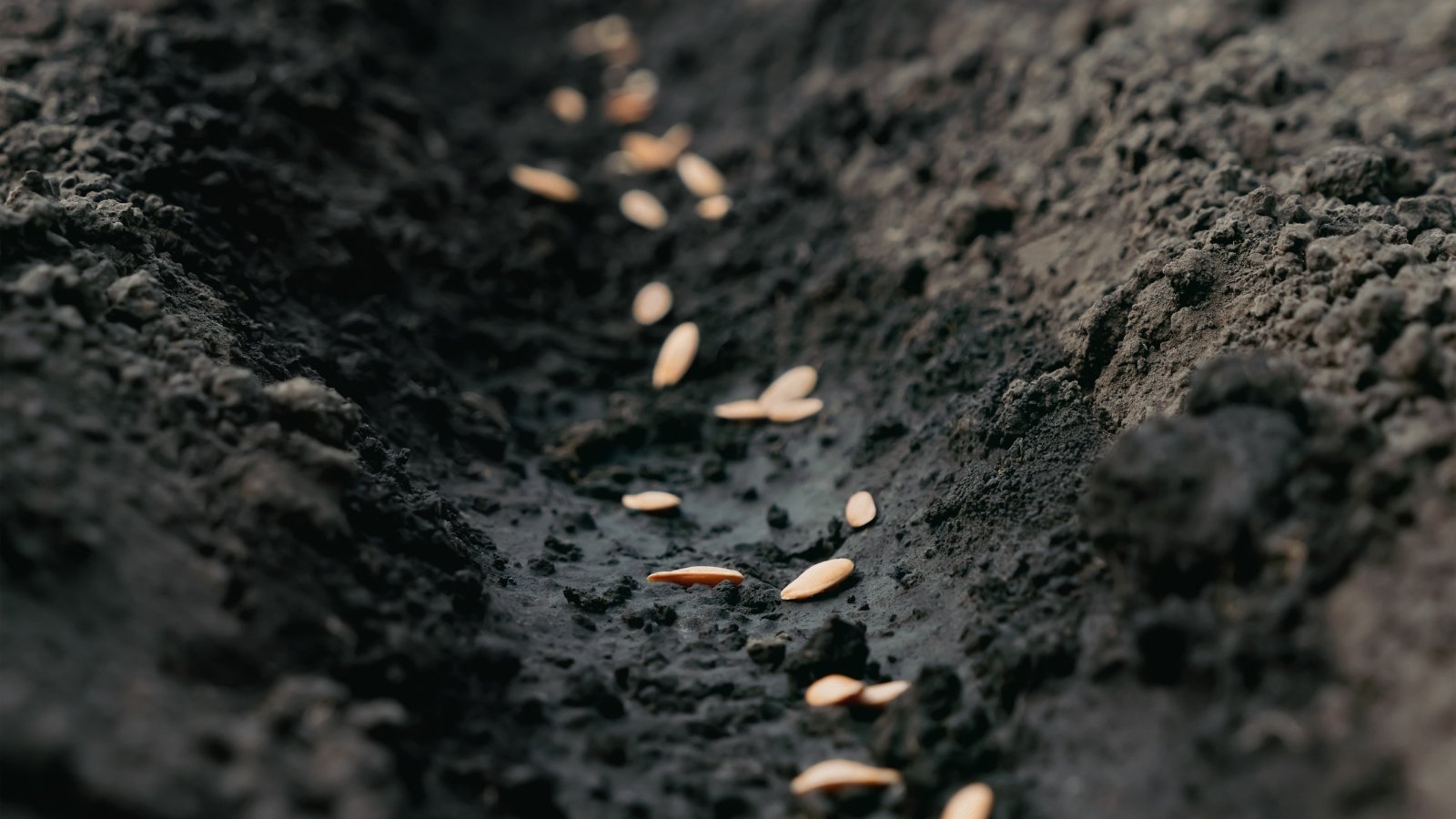 row of light-colored cucumber seeds scattered on damp, dark planting material.