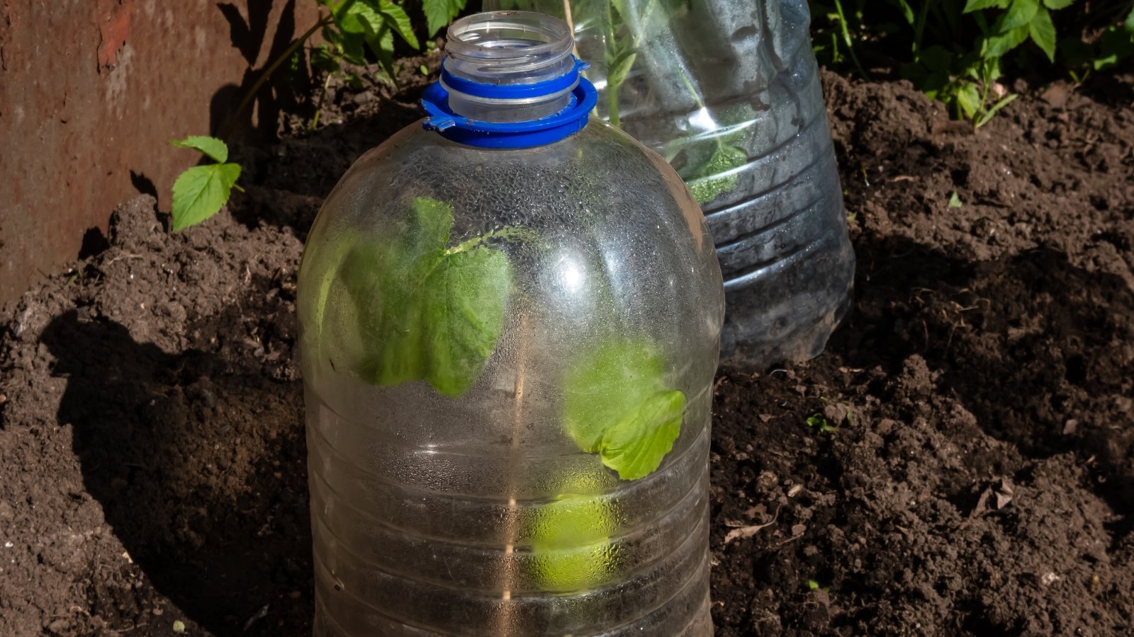 Green seedlings inside a repurposed clear plastic bottle placed on dark planting material outdoors.