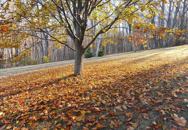 Fallen leaves under copper beech