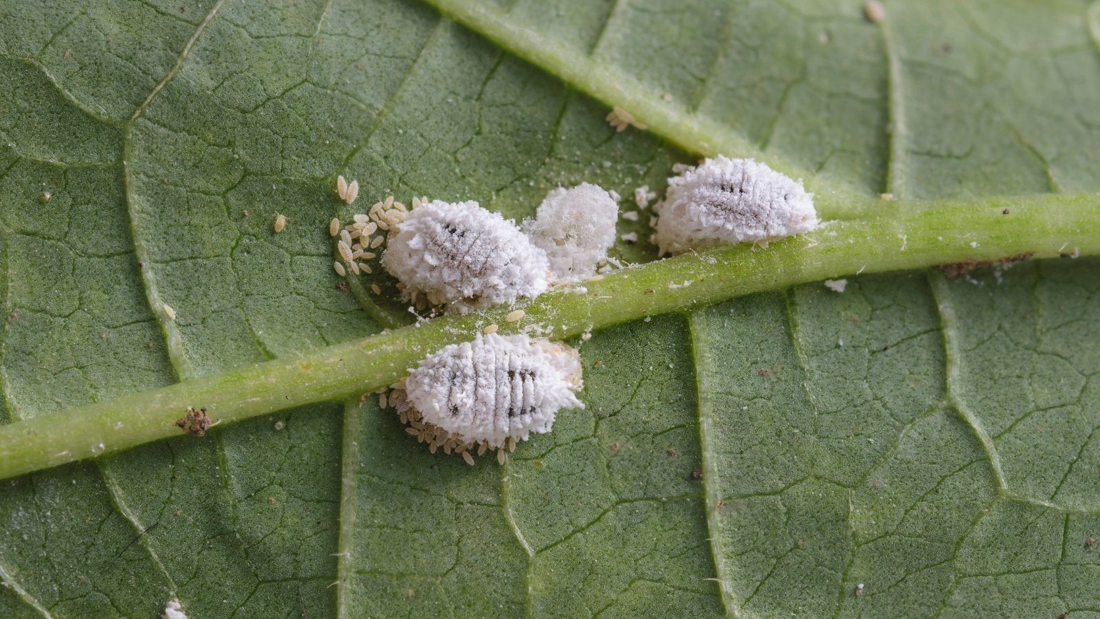 7 Houseplant Pests You Should Study For in December